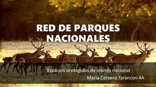 RED DE PARQUES
NACIONALES
Espacios protegidos de interés nacional
María Cervero Tarancon 4A
 