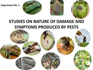 STUDIES ON NATURE OF DAMAGE AND
SYMPTOMS PRODUCED BY PESTS
Experiment No. 1
 
