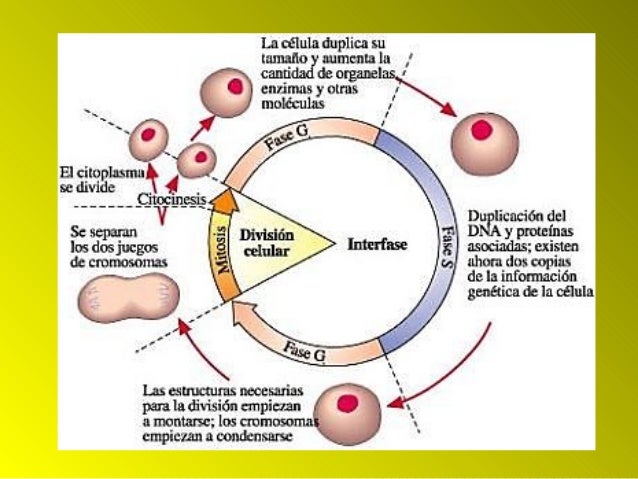 Ciclo celular y mitosis