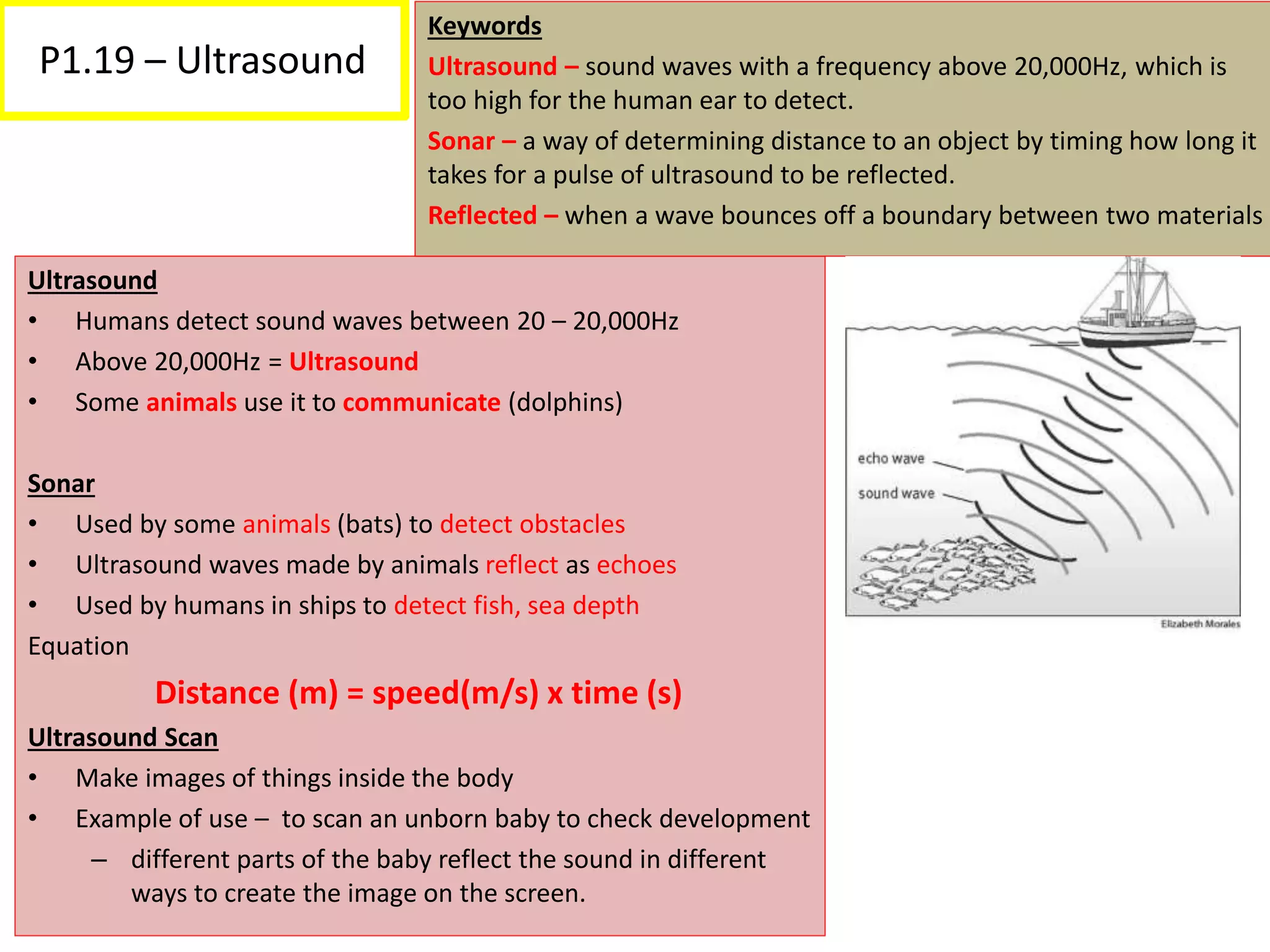 P1.19 – Ultrasound
Ultrasound
• Humans detect sound waves between 20 – 20,000Hz
• Above 20,000Hz = Ultrasound
• Some animals use it to communicate (dolphins)
Sonar
• Used by some animals (bats) to detect obstacles
• Ultrasound waves made by animals reflect as echoes
• Used by humans in ships to detect fish, sea depth
Equation
Distance (m) = speed(m/s) x time (s)
Ultrasound Scan
• Make images of things inside the body
• Example of use – to scan an unborn baby to check development
– different parts of the baby reflect the sound in different
ways to create the image on the screen.
Keywords
Ultrasound – sound waves with a frequency above 20,000Hz, which is
too high for the human ear to detect.
Sonar – a way of determining distance to an object by timing how long it
takes for a pulse of ultrasound to be reflected.
Reflected – when a wave bounces off a boundary between two materials
 