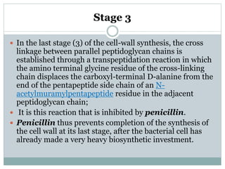 Stage 3
 In the last stage (3) of the cell-wall synthesis, the cross
linkage between parallel peptidoglycan chains is
established through a transpeptidation reaction in which
the amino terminal glycine residue of the cross-linking
chain displaces the carboxyl-terminal D-alanine from the
end of the pentapeptide side chain of an N-
acetylmuramylpentapeptide residue in the adjacent
peptidoglycan chain;
 It is this reaction that is inhibited by penicillin.
 Penicillin thus prevents completion of the synthesis of
the cell wall at its last stage, after the bacterial cell has
already made a very heavy biosynthetic investment.
 