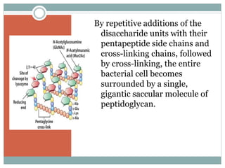 By repetitive additions of the
disaccharide units with their
pentapeptide side chains and
cross-linking chains, followed
by cross-linking, the entire
bacterial cell becomes
surrounded by a single,
gigantic saccular molecule of
peptidoglycan.
 