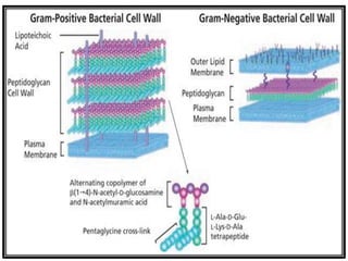PEPTIDOGLYCAN SYNTHESIS IN BACTERIA.pptx