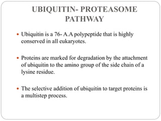 UBIQUITIN- PROTEASOME
PATHWAY
 Ubiquitin is a 76- A.A polypeptide that is highly
conserved in all eukaryotes.
 Proteins are marked for degradation by the attachment
of ubiquitin to the amino group of the side chain of a
lysine residue.
 The selective addition of ubiquitin to target proteins is
a multistep process.
 