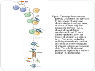 Figure. The ubiquitin-proteasome
pathway Ubiquitin is first activated
by the enzyme E1. Activated
ubiquitin is then transferred to one
of several different ubiquitin-
conjugating enzymes (E2). A
ubiquitin ligase (E3) then
associates with both E2 and a
substrate protein to direct the
transfer of ubiquitin to a specific
target. Proteins are marked for
rapid degradation by the covalent
attachment of multiple molecules
of ubiquitin to form a polyubiquitin
chain. The polyubiquitinated
proteins are degraded by a protease
complex (the proteasome).
 