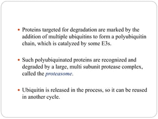  Proteins targeted for degradation are marked by the
addition of multiple ubiquitins to form a polyubiquitin
chain, which is catalyzed by some E3s.
 Such polyubiquinated proteins are recognized and
degraded by a large, multi subunit protease complex,
called the proteasome.
 Ubiquitin is released in the process, so it can be reused
in another cycle.
 
