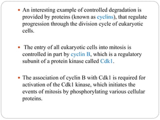  An interesting example of controlled degradation is
provided by proteins (known as cyclins), that regulate
progression through the division cycle of eukaryotic
cells.
 The entry of all eukaryotic cells into mitosis is
controlled in part by cyclin B, which is a regulatory
subunit of a protein kinase called Cdk1.
 The association of cyclin B with Cdk1 is required for
activation of the Cdk1 kinase, which initiates the
events of mitosis by phosphorylating various cellular
proteins.
 
