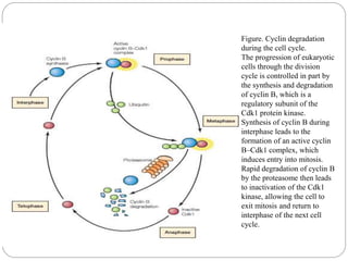 Figure. Cyclin degradation
during the cell cycle.
The progression of eukaryotic
cells through the division
cycle is controlled in part by
the synthesis and degradation
of cyclin B, which is a
regulatory subunit of the
Cdk1 protein kinase.
Synthesis of cyclin B during
interphase leads to the
formation of an active cyclin
B–Cdk1 complex, which
induces entry into mitosis.
Rapid degradation of cyclin B
by the proteasome then leads
to inactivation of the Cdk1
kinase, allowing the cell to
exit mitosis and return to
interphase of the next cell
cycle.
 