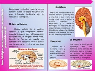 Estructuras cerebrales como la corteza
cerebral puede ser capaz de ejercer una
gran influencia inhibitoria de las
reacciones fisiológicas.
El sistema límbico
Situado debajo de la corteza
cerebral y que comprende centros
importantes como lo es el hipocampo,
el hipotálamo, la amígdala entre otros.
Cumple la función de regular en
compañía del neocortex lo cual explica
que tengamos un control de nuestras
emociones.
Hipotálamo
Regula el funcionamiento del
sistema nervioso parasimpático
y simpático lo cual implica que
regula cosas como el pulso, la
presión sanguínea, la
respiración, y la activación
fisiológica en respuesta de las
circunstancias emocionales. del
hipotálamo subyace la glándula
hipófisis que contiene dos caras
el lado anterior y el posterior.
Hipocampo
Control de la
memoria a corto y
largo plazo, se
asocia también con
las estructuras
olfativas.
La amígdala
Este centro al igual que el
hipocampo han sido
definidas como centros de
afectividad que se encargan
de procesar las distintas
emociones como las penas,
las angustias, y las alegrías.
 