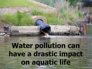 Water pollution can have a drastic impact on aquatic life 
