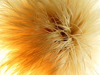 le printemps arrive 2