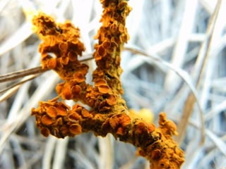 le printemps arrive 2