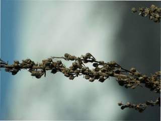 le printemps arrive 2