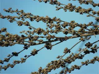 le printemps arrive 2