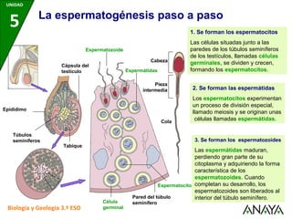 UNIDAD
5 La espermatogénesis paso a paso
Biología y Geología 3.º ESO
Cápsula del
testículo
Epidídimo
Túbulos
seminíferos
Tabique
1. Se forman los espermatocitos
Las células situadas junto a las
paredes de los túbulos seminíferos
de los testículos, llamadas células
germinales, se dividen y crecen,
formando los espermatocitos.
Célula
germinal
Pared del túbulo
seminífero
Espermatocitos
2. Se forman las espermátidas
Los espermatocitos experimentan
un proceso de división especial,
llamado meiosis y se originan unas
células llamadas espermátidas.
Espermátidas
3. Se forman los espermatozoides
Las espermátidas maduran,
perdiendo gran parte de su
citoplasma y adquiriendo la forma
característica de los
espermatozoides. Cuando
completan su desarrollo, los
espermatozoides son liberados al
interior del túbulo seminífero.
Cola
Pieza
intermedia
Cabeza
Espermatozoide
 