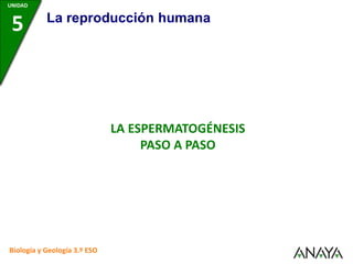 UNIDAD
5 La reproducción humana
LA ESPERMATOGÉNESIS
PASO A PASO
Biología y Geología 3.º ESO
 