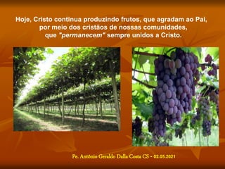 Hoje, Cristo continua produzindo frutos, que agradam ao Pai,
por meio dos cristãos de nossas comunidades,
que "permanecem" sempre unidos a Cristo.
Pe. Antônio Geraldo Dalla Costa CS - 02.05.2021
 