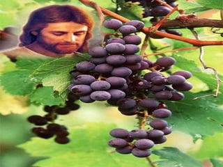 - Quantas pessoas
são vistas com reservas
ou desconfiança
na Comunidade
e não encontram
um "Barnabé"
que acredite nelas!
- Sabemos acolhê-las
com alegria e
compreensão?
Na 2ª Leitura, João
ensina que a nossa fé
se manifesta através
das obras de amor.
(1Jo, 3,18-24)
Permanecendo unidos
a Cristo, circulará
também em nós
a sua vida (seiva).
 