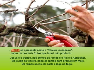 - JESUS se apresenta como a "Videira verdadeira",
capaz de produzir frutos que Israel não produziu.
Jesus é o tronco, nós somos os ramos e o Pai é o Agricultor.
Ele cuida da videira, poda os ramos para produzirem mais.
Os ramos secos ele corta e joga no fogo.
 