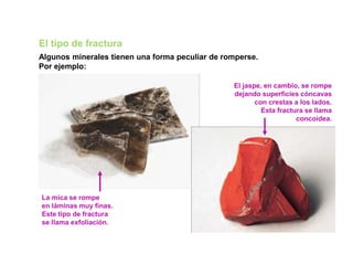 El tipo de fractura
Algunos minerales tienen una forma peculiar de romperse.
Por ejemplo:
La mica se rompe
en láminas muy finas.
Este tipo de fractura
se llama exfoliación.
El jaspe, en cambio, se rompe
dejando superficies cóncavas
con crestas a los lados.
Esta fractura se llama
concoidea.
 