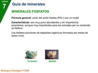 UNIDAD
7
Biología y Geología 3º ESO
MINERALES FOSFATOS
Fórmula general: unión del anión fosfato (PO3-) con un metal
Características: son muy poco abundantes y sin importancia
económica, aunque muy importantes para los animales por su contenido
en fósforo.
Los fosfatos provienen de depósitos orgánicos formados por restos de
seres vivos.
Turquesa Apatito
Guía de minerales
 