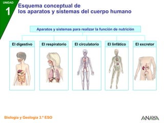 Esquema, Aparatos y sistemas del cuerpo humano