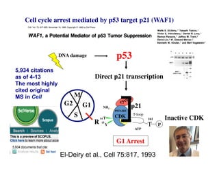 G1	

M	

S	

G2	

R	

p53	

Direct p21 transcription 	

Inactive CDK	

T	

 P	

T-loop	

ATP	

161	

14	

 CDK	

PSTAIRE	

NH2	

T	

Y	

15	

p21	

G1 Arrest	

Cell cycle arrest mediated by p53 target p21 (WAF1)	

DNA damage	

El-Deiry et al., Cell 75:817, 1993
5,934 citations
as of 4-13
The most highly
cited original
MS in Cell
 
