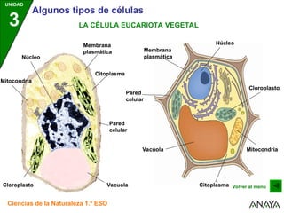 Tipos de Células: Procariotas y Eucariotas en Ciencias Naturales 1.º ...