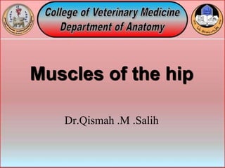 Muscles of the hip
Dr.Qismah .M .Salih
 