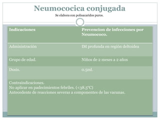 Neumococica conjugada 
Se elabora con polisacaridos puros. 
Indicaciones Prevencion de infecciones por 
Neumococo. 
Administración IM profunda en región deltoidea 
Grupo de edad. Niños de 2 meses a 2 años 
Dosis. 0.5ml. 
Contraindicaciones. 
No aplicar en padecimientos febriles. (<38.5°C) 
Antecedente de reacciones severas a componentes de las vacunas. 
 