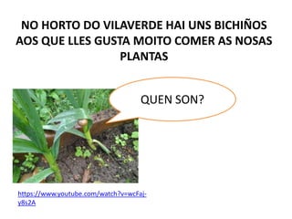 NO HORTO DO VILAVERDE HAI UNS BICHIÑOS
AOS QUE LLES GUSTA MOITO COMER AS NOSAS
PLANTAS
QUEN SON?
https://www.youtube.com/watch?v=wcFaj-
y8s2A
 