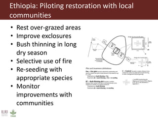 Ethiopia: Piloting restoration with local
communities
• Rest over-grazed areas
• Improve exclosures
• Bush thinning in long
dry season
• Selective use of fire
• Re-seeding with
appropriate species
• Monitor
improvements with
communities
 