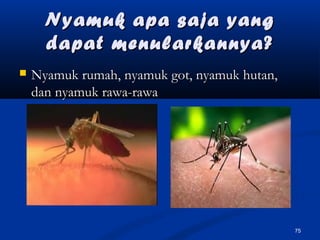 Nyamuk apa saja yangNyamuk apa saja yang
dapat menularkannya?dapat menularkannya?
 Nyamuk rumah, nyamuk got, nyamuk hutan,Nyamuk rumah, nyamuk got, nyamuk hutan,
dan nyamuk rawa-rawadan nyamuk rawa-rawa
75
 