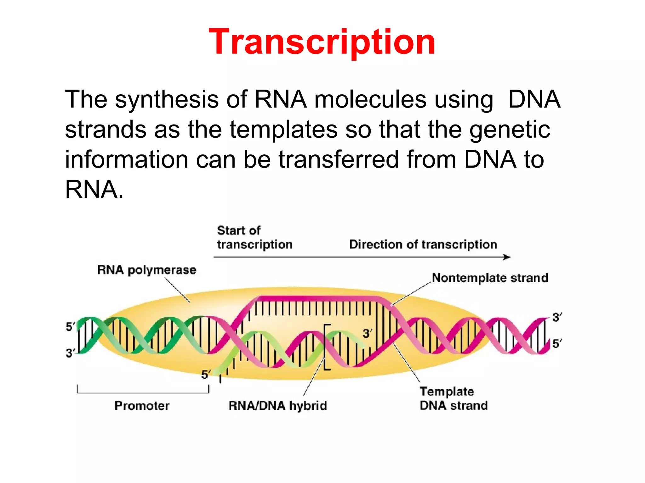 Biochemistry transcription (RNA biosynsthesis) | PPT