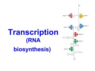 Transcription 
(RNA 
biosynthesis) 
 