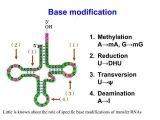 Biochemistry transcription (RNA biosynsthesis) | PPT