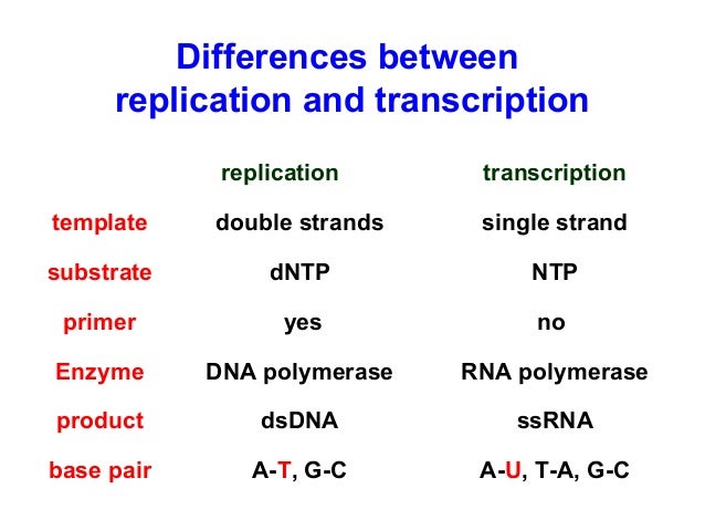 transcription and translation steps pdf