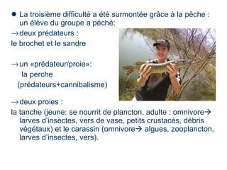  La troisième difficulté a été surmontée grâce à la pêche :
   un élève du groupe a péché:
→ deux prédateurs :
le brochet et le sandre

→ un «prédateur/proie»:
   la perche
 (prédateurs+cannibalisme)

→ deux proies :
la tanche (jeune: se nourrit de plancton, adulte : omnivore
   larves d’insectes, vers de vase, petits crustacés, débris
   végétaux) et le carassin (omnivore algues, zooplancton,
   larves d’insectes, vers).
 