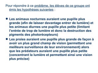 Pour répondre à ce problème, les élèves de ce groupe ont
  émis les hypothèses suivantes :

 Les animaux nocturnes auraient une pupille plus
  grande (afin de laisser davantage entrer de lumière) et
  les animaux diurnes une pupille plus petite (limitant
  l’entrée de trop de lumière et donc la destruction des
  pigments des photorécepteurs)
 Les proies auraient une pupille plus grande de façon à
  avoir un plus grand champ de vision (permettant une
  meilleure surveillance de leur environnement) alors
  que les prédateurs auraient une pupille plus petite
  (concentrant la lumière et permettant ainsi une vision
  plus précise)
 