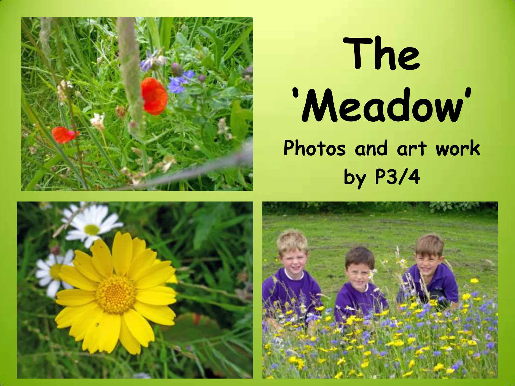 The
‘Meadow’
Photos and art work
by P3/4