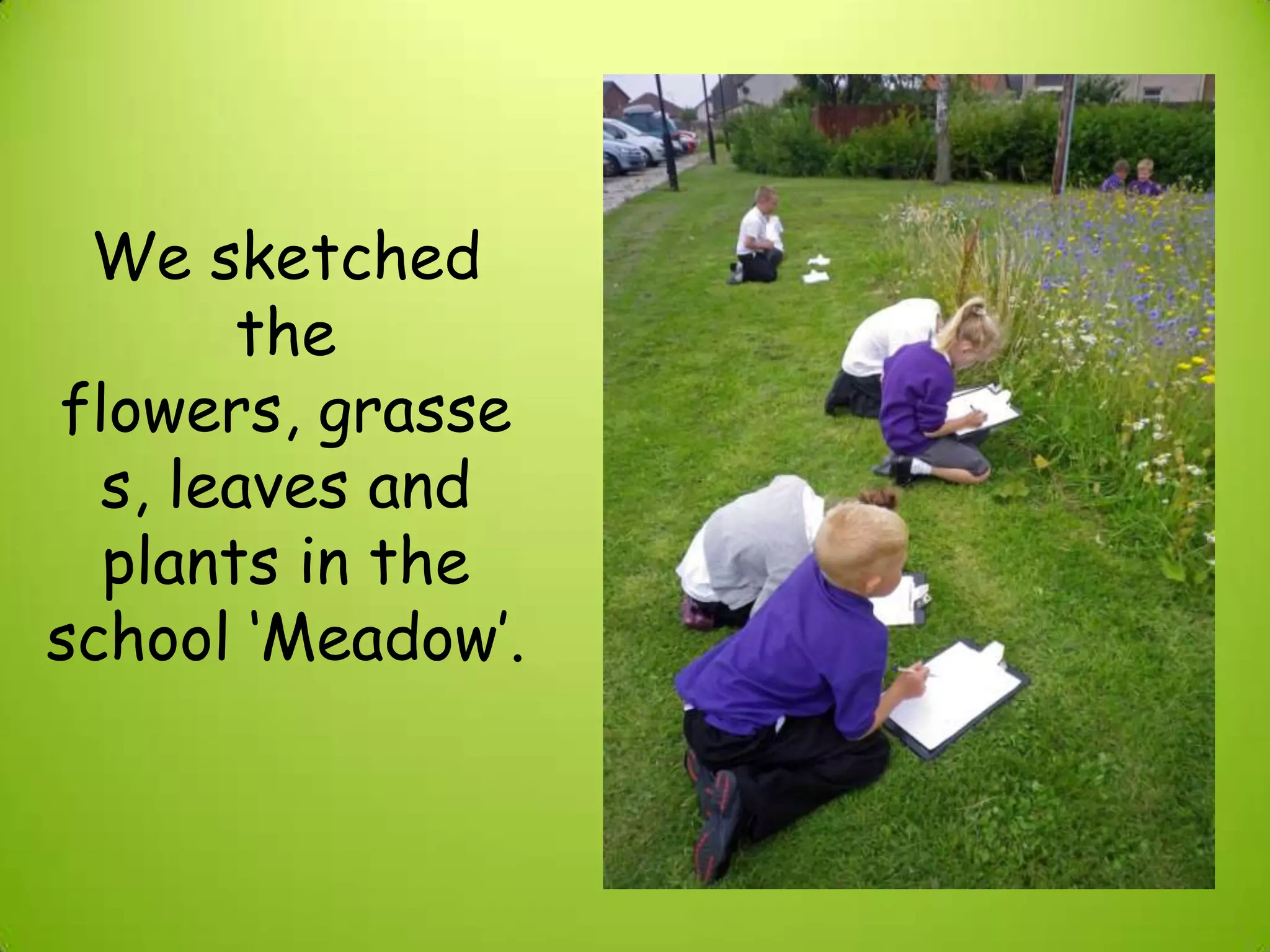 We sketched
the
flowers, grasse
s, leaves and
plants in the
school ‘Meadow’.