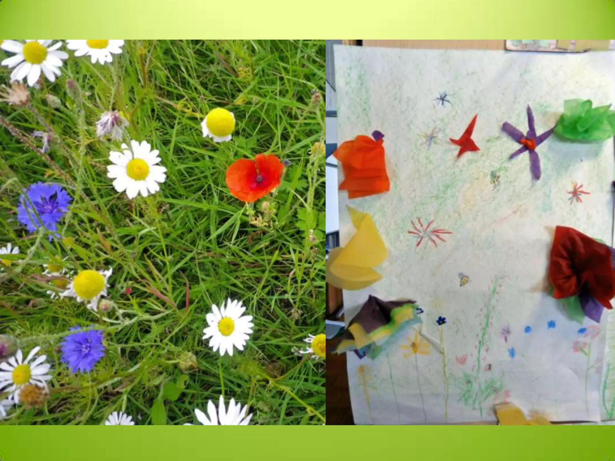 P3 4 meadow art