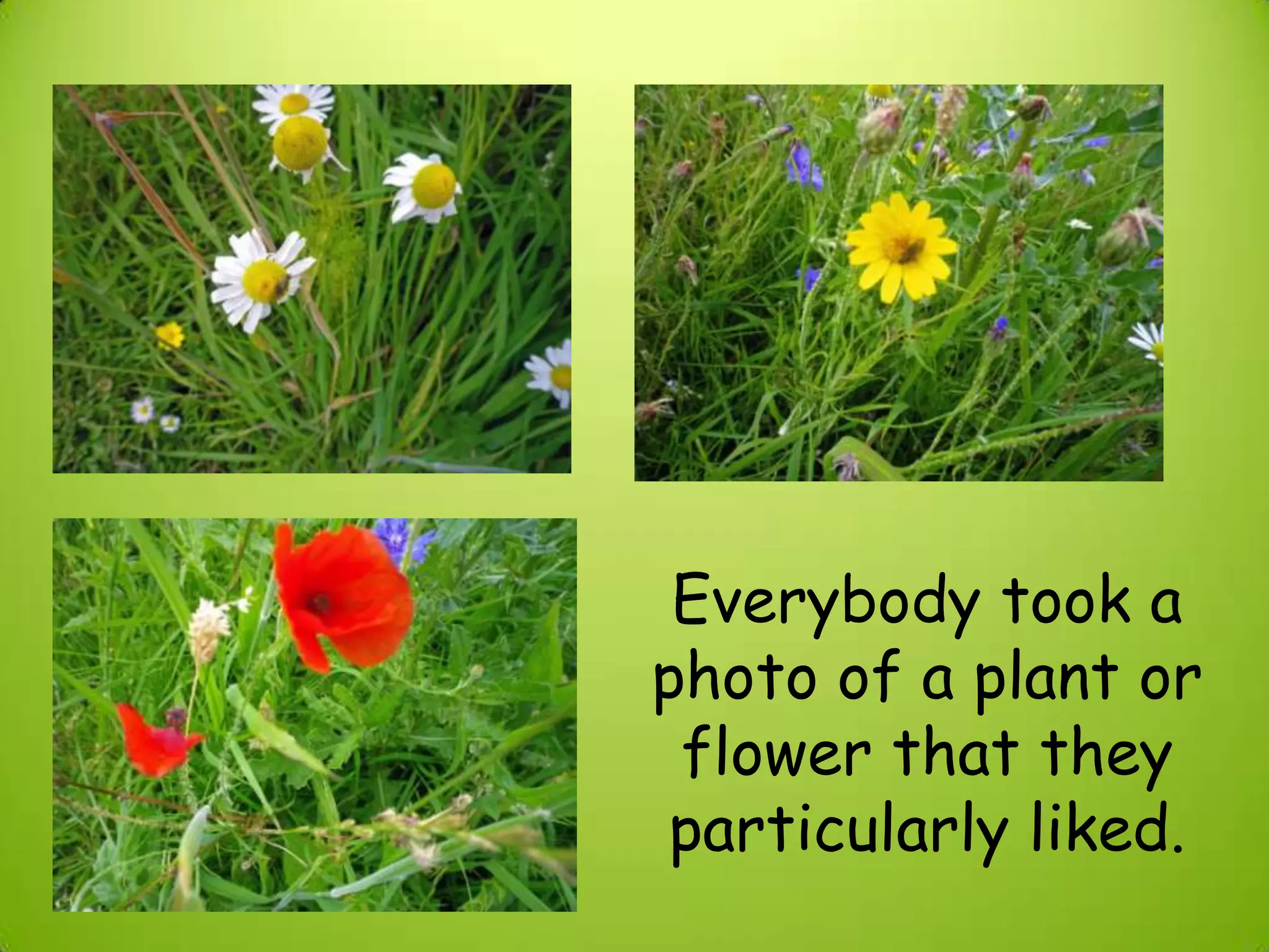 Everybody took a
photo of a plant or
flower that they
particularly liked.