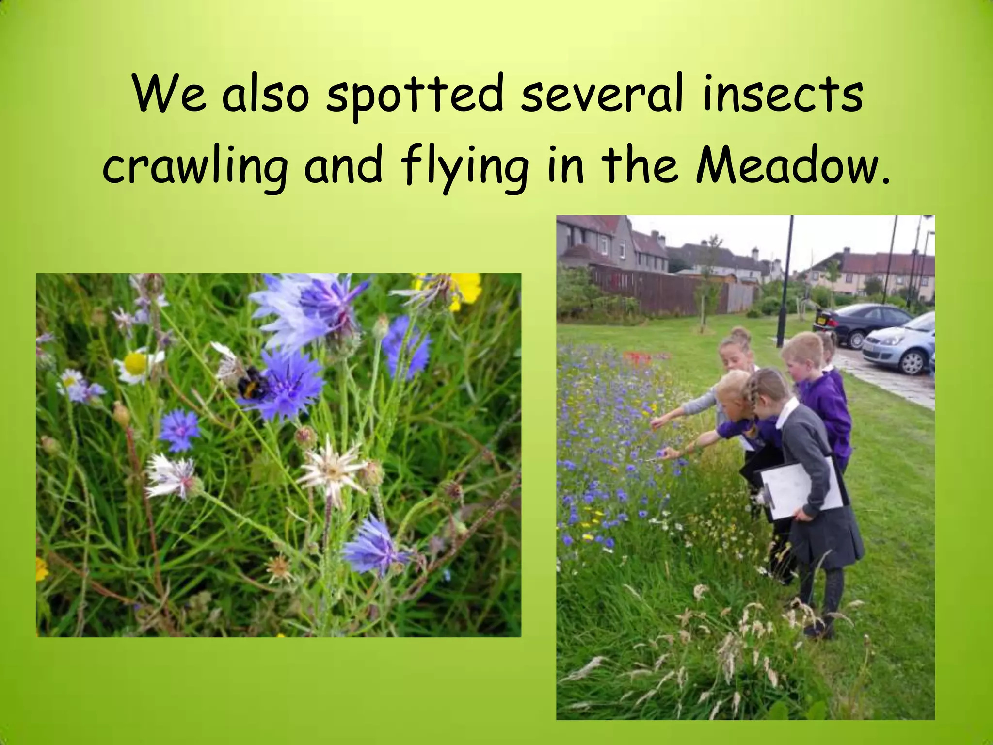 We also spotted several insects
crawling and flying in the Meadow.