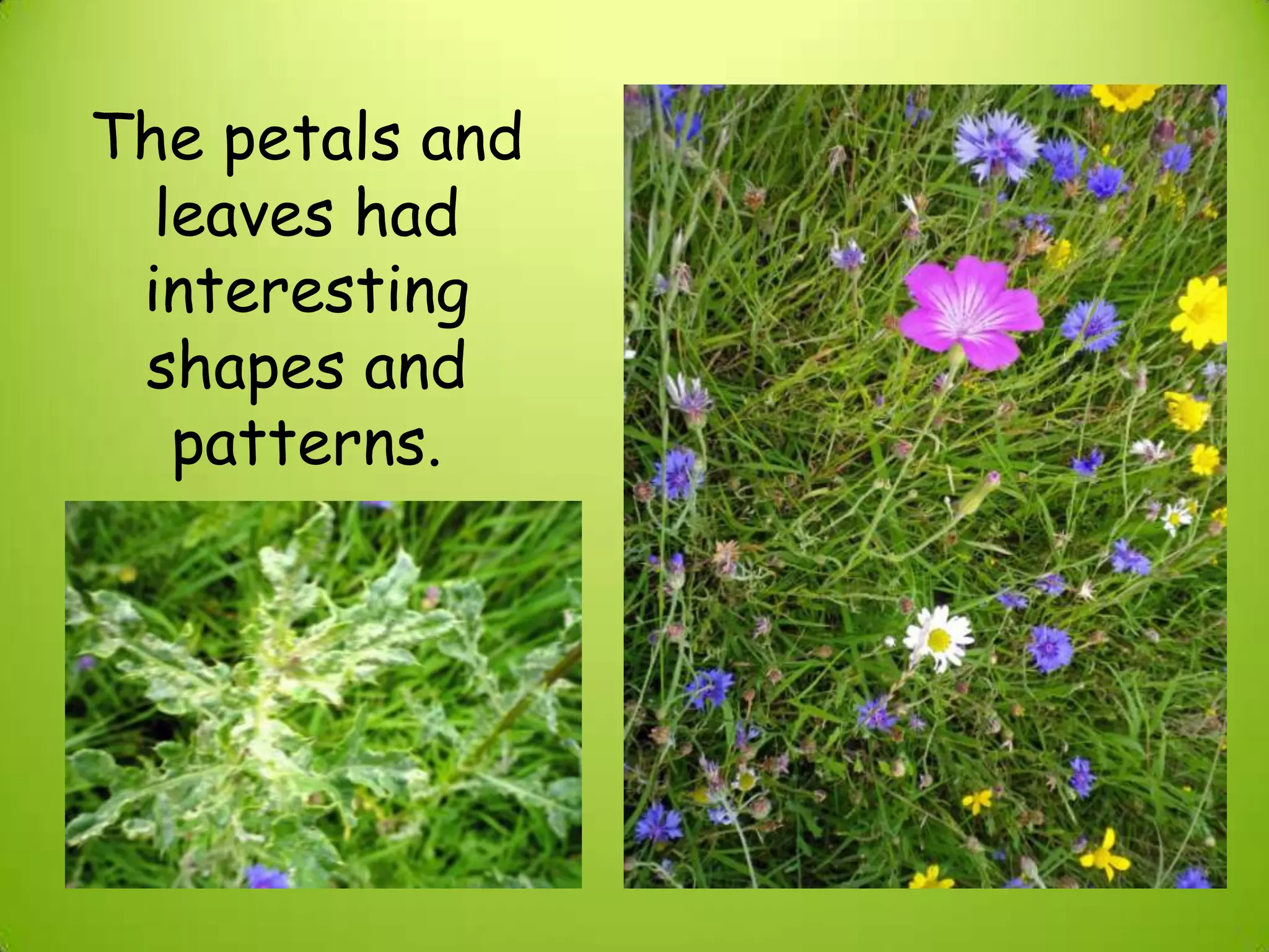The petals and
leaves had
interesting
shapes and
patterns.