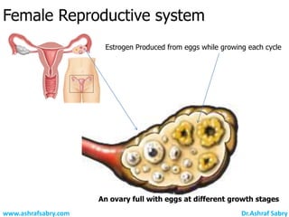 Female Reproductive system
                       Estrogen Produced from eggs while growing each cycle




                      An ovary full with eggs at different growth stages
www.ashrafsabry.com                                            Dr.Ashraf Sabry
 