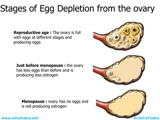 Stages of Egg Depletion from the ovary

      Reproductive age : The ovary is full
      with eggs at different stages and
      producing eggs




       Just before menopause : the ovary
       has less eggs than before and is
       producing less estrogen




          Menopause : ovary has no eggs and
          is not producing estrogen

www.ashrafsabry.com                           Dr.Ashraf Sabry
 