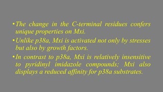 •The change in the C-terminal residues confers
unique properties on Mxi.
•Unlike p38a, Mxi is activated not only by stresses
but also by growth factors.
•In contrast to p38a, Mxi is relatively insensitive
to pyridinyl imidazole compounds; Mxi also
displays a reduced affinity for p38a substrates.
 