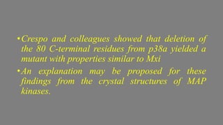•Crespo and colleagues showed that deletion of
the 80 C-terminal residues from p38a yielded a
mutant with properties similar to Mxi
•An explanation may be proposed for these
findings from the crystal structures of MAP
kinases.
 