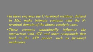 •In these enzymes the C-terminal residues, deleted
in Mxi, make intimate contacts with the N-
terminal domain of the kinase catalytic core.
•These contacts undoubtedly influence the
interaction with ATP and other compounds that
bind in the ATP pocket, such as pyridinyl
imidazoles.
 